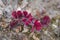 Red sprouts of common wood sorrel Oxalis acetosella