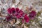 Red sprouts of common wood sorrel Oxalis acetosella