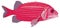 red square fish vector illustration transparent background
