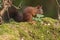 Red squirell on a mossy branch.