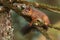 Red squirell on a mossy branch.