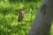 Red squirell Sciurus vulgaris in green grass of mountain forre