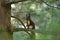 Red squirell Sciurus vulgaris on a green tree