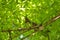 Red squirell Sciurus vulgaris on a green tree