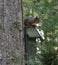 Red squirrel on birdhouse in a forrest