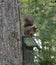 Red squirrel on birdhouse in a forrest