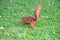 The red squirrel buries a nut in the ground in the Park.