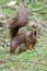 Red Squirrel burying a nut in the ground