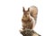 Red squirrel with bushy tail standing on white isolated background