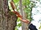 The red squirrel came down the tree trunk to the outstretched human hand.