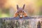 This red squirrel can\'t believe his luck