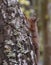 Red Squirrel climbing a silver birch tree