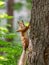 Red squirrel climbs up the trunk of a pine tree. The squirrel has a fir cone in its teeth.