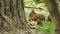 Red squirrel close up on forest background. Clip. Little adorable hungry squirrel eating a nut near a tree trunk and