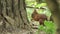 Red squirrel close up on forest background. Clip. Little adorable hungry squirrel eating a nut near a tree trunk and