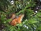 Red squirrel cub sits on a spruce tree and sniffs needles. Little squirrel cub is very curious