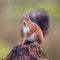 Red squirrel curious on tree trunk