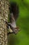 Red squirrel, czech nature, sciurus vulgaris