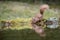 Red squirrel drinking at a pool