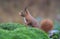 Red squirrel in a Dutch forrest