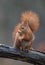 Red squirrel in a Dutch forrest