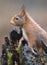 Red squirrel in a Dutch forrest