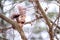 Red Squirrel eating acorn standing on the branch of a tree in Fuentes del Marques, Caravaca, Spain