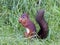 Red Squirrel eating nut on the ground