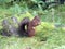 Red Squirrel eating nut on the ground on a tree stump