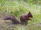 Red Squirrel eating nut,  Snaizeholme Yorkshire UK