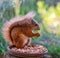 a red squirrel is eating nuts from a bowl on a tree stump