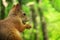 Red squirrel eating nuts closeup, profile. Squirrel in the Park on a warm summer day with a nut in his paws