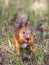 Red squirrel eating oak chestnut