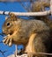 Red squirrel eating a peanut