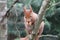 Red Squirrel eating a seed on a branch