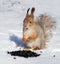 Red squirrel eating seeds in the snow