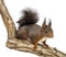 Red squirrel or Eurasian red squirrel, Sciurus vulgaris, standing