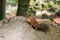 Red Squirrel on Fallen Tree