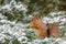 Red squirrel feeding in Winter