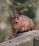 Red squirrel on fence posts.