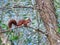 Red Squirrel Forest animal VendÃ©e