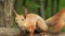 Red squirrel in the forest. Paws of a squirrel. Little squirrel with fluffy tail in the summer park