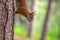 Red Squirrel in Formby nature reserve England