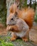 The red squirrel is found in both coniferous forest and temperate broadleaf woodlands. The squirrel makes a drey (nest)