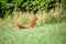 Red squirrel in the garden.