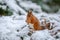 Red squirrel gathering food in Winter