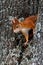 Red squirrel Germany Bavaria