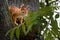 Red squirrel Germany Bavaria