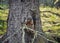 Red squirrel gnawing pine cone on branch