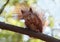 Red squirrel gnaws a walnut sitting on a cooking timber